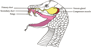 Explore hghjim's photos on flickr. Advanced Biosensor Based Strategy For Specific And Rapid Detection Of Snake Venom For Better Treatment