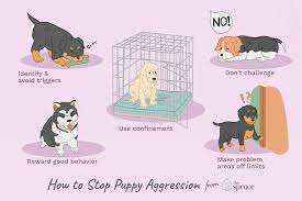 Check spelling or type a new query. How To Stop Conflict Aggression In Puppies