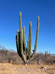 Image result for Pachycarpus concolor