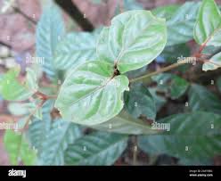 Image result for Sabicea venosa