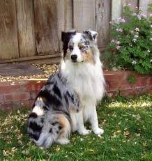 Everyone Needs A Good Dog As Part Of The Family Australian Shepherd Dogs Australian Shepherd Cute German Shepherd Puppies
