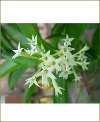 I have only so much to help you now. Night Blooming Jasmine Raat Rani