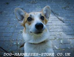 Height reaches up to 10 to 12 inches and weighs up to 30 pounds. All About Welsh Corgis Dog Walking Harness And Anti Pull Harnesses For Easy Walk In Miraculous Styles Dog Walking Harnesses Store