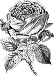 Free Vintage Rose Clip Art Image Clip Art Vintage Vintage Roses Rose Drawing