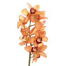 Pin On Flowers