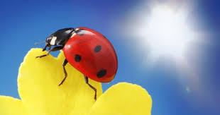 How To Control Aphids On Milkweed Plants Monarch Butterfly Milkweed Plant Milkweed Plant Monarch Butterfly Aphids