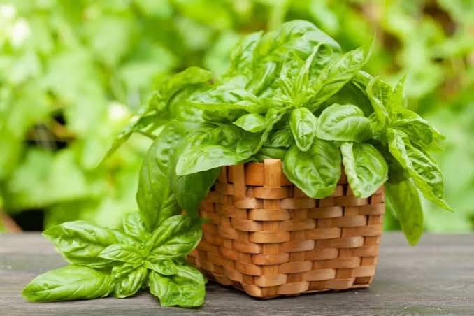 Is Basil a Perennial? Everything You Need to Know