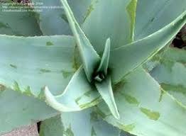 Image result for Aloe aculeata × ortholopha