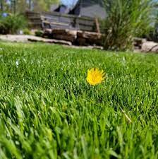 For the typical city lawn. Clifft Lawn Pest Management 622 Photos Pest Control Service 4370 B Hwy 463 Jonesboro Ar 72401