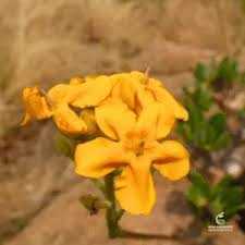 Image result for Dierama densiflorum