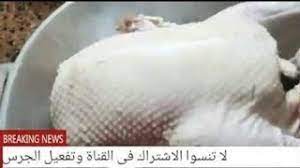 احصل على معدات تنظيف الدجاج الرائعة من alibaba.com بتكلفة معقولة. ØªÙ†Ø¸ÙŠÙ Ø§Ù„Ø¨Ø· Ø¨ÙƒÙ„ Ø³Ù‡ÙˆÙ„Ù‡ Ù…Ù† Ø§Ù„Ø§Ù„Ù Ù„Ù„ÙŠØ§Ø¡ ÙˆØ§Ù„ØªØ®Ù„Øµ Ù…Ù† Ø§Ù„Ø±ÙŠØ´ Ø§Ù„ØµØºÙŠØ± ÙˆÙ…Ù† Ø§Ù„Ø²ÙØ§Ø±Ø© Ø¨Ø·Ø±ÙŠÙ‚Ù‡ Ø³Ù‡Ù„Ù‡ ÙˆØ¨Ø³ÙŠØ·Ù‡ Youtube