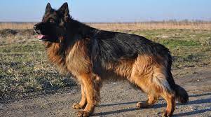 I breed stock short and stock long coat shepherds and produce all levels of energy drives. Long Haired German Shepherd Fluffy Coat Gsd Genetics Puppy Costs