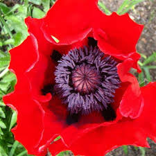 Image result for Pleioceras orientale