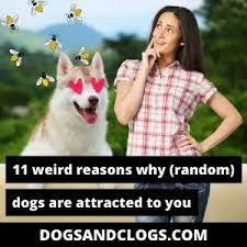 11 Weird Reasons Why Random Dogs Are Attracted To You Dogsandclogs