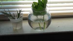Water well without soaking the soil. Propagating Or Growing Herbs From Cuttings Youtube