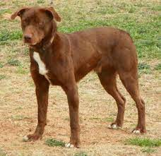 Meet Some Of Charlies Dogs Dogs Animal Lover Beautiful Dogs