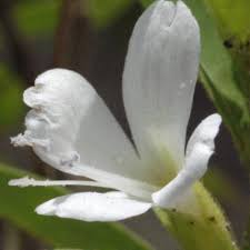 Image result for Barleria lugardii