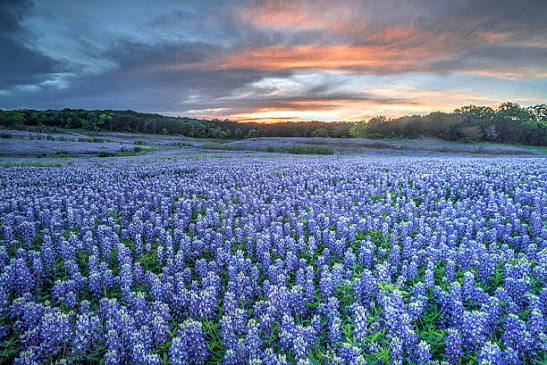 2,000+ Texas Hill Country Bluebonnets Stock Photos and Royalty-Free  Pictures - iStock
