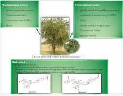 Image result for Balanitaceae