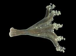 Please record this species as lucernariopsis campanulata until this sentence is removed. Calvadosia Campanulata Lamouroux 1815 A Stalked Jellyfish Staurozoa Images