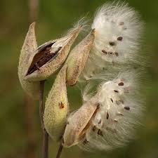 Milk Pods Milkweed Plant Seed Pods Foliage Plants