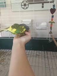 How much is a bird? Green Parakeet For Sale Live Pet Birds Petsmart