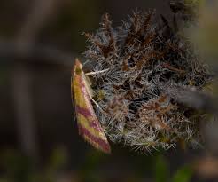 Image result for Pyrausta sanguinalis