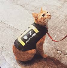 When You Lie On Your Resume But Still Get The Job Pics