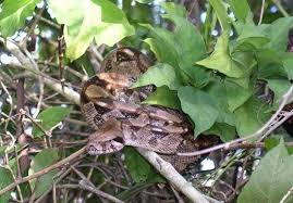 Top 15 Most Dangerous Animals In The Amazon Rainforest Rainforest Animals Dangerous Animals Amazon Rainforest