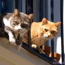 2021 guncel disi kedi isimleri kedi sesi