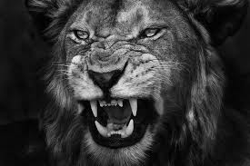 Black And White Lion Tattoo 16436457246 317c60c032 Z Jpg 640 427 Lion Photography Lion Pictures Black And White Lion