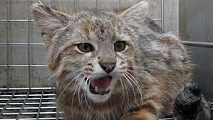 Colocolo animal abc @ kin tele 1 серия. Minagri Confirmo Reaparicion Del Gato Colocolo En La Region De Valparaiso Cooperativa Cl