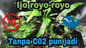 Cara tanam aquilaria.sp (malacensis, microcarpa, beccariana dan sejenisnya). Java Fern Tanaman Aquascape Yang Mudah Perawatannya Youtube