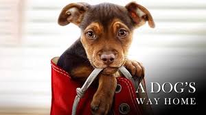 The way home is a true story about a major event in the simpkin's family lives and is very well done if i do say so myself. Play A Dog S Way Home 2019 Movie To Download For Free Watch Welcome To Marwen For Free Over Blog Com