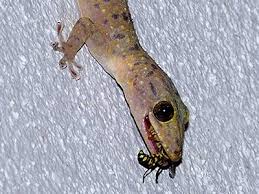 152 Lizard Egg Stock Photos, High-Res Pictures, And Images - Getty Images