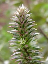 Image result for Achyranthes