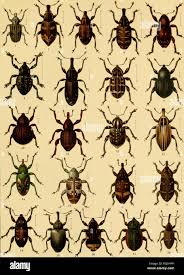 Image result for Plinthus