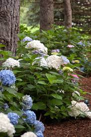 Endless Summer 2 5 Gallon White Blushing Bride Bigleaf Hydrangea Flowering Shrub In Pot Lowes Com Hydrangea Landscaping Bigleaf Hydrangea Endless Summer Hydrangea