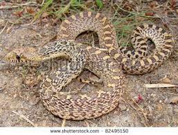 Bull Snake Drawings Google Search Snake Drawing Snake Indian Paintbrush