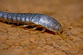 The property owner is generally responsible for the payment but the renter may be asked to pay the. Silverfish In Your Rental Responsibility And Treatment Rent Blog