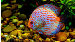 Guppy kawin dengan memasukan organ gondopodium yang berada pada sirip anal ke dalam organ telur betina. 13 Jenis Ikan Hias Cantik Yang Mudah Dipelihara No 6 Unik Banget