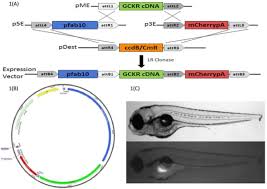 This week, the citizen science program coralwatch held their annual workshop at the station. Targeted Sequencing Of Candidate Genes Of Dyslipidemia In Punjabi Sikhs Population Specific Rare Variants In Gckr Promote Ectopic Fat Deposition Biorxiv