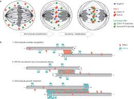 The ultimate objective is to divide the parent cell into daughter cells. Molecular Control Of Animal Cell Cytokinesis Nature Cell Biology