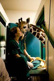 Avian, reptile and small mammal veterinary care. Zoological Medicine Small Animal Hospital College Of Veterinary Medicine University Of Florida