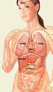 What All Organ Under Right And Left Side Of The Ribs Look Like Are Soft And Spongey And They Inflate Inside Your Upper Left And Right Body Ribs Soft