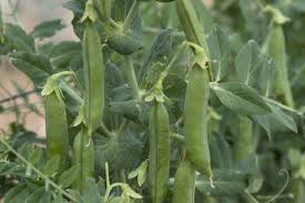 Image result for Pisum