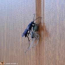 Une Petite Guepe Predatrice D Araignees Le Jardinoscope Toute La Vie Animale De Nos Parcs Et Jardins Animaux Araignee Et Parc Et Jardin