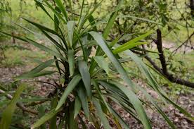 Image result for Cordyline stricta