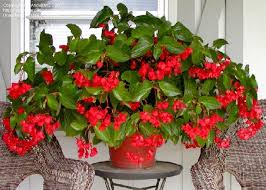 Pin By Malmborg S Garden Center On Impatiens Alternantives Fresh Flowers Arrangements Begonia Dragon Begonia