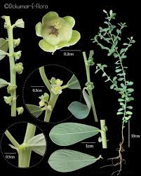 Image result for Phyllanthus maderaspatensis